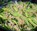 Orientalsk salat med perlebyg og fersken