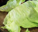 Salatwraps